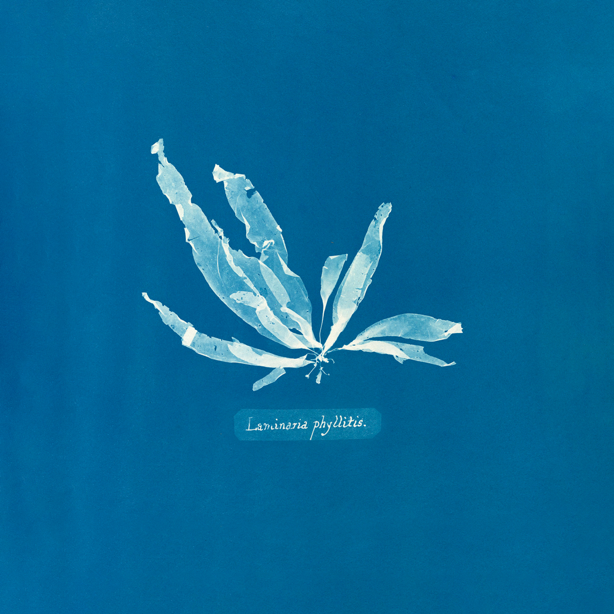 Cyanotype d'Anna Atkins, botaniste britannique ayant contribué à rendre célèbre le cyanotype.