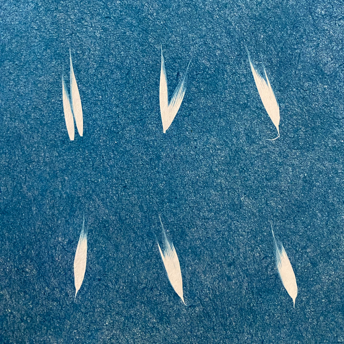 Détail d'un cyanotype de Folle avoine, réalisé pendant un atelier d'initiation.